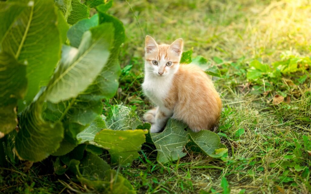 best cat repellent