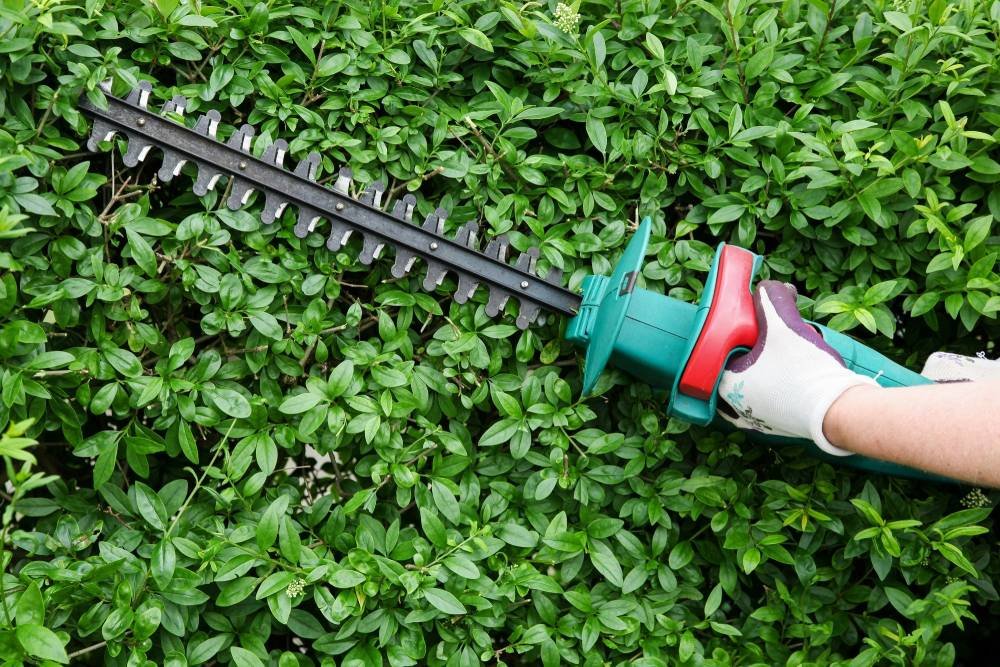 best hedge trimmer