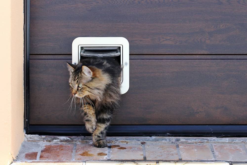 best microchip cat flap