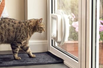 a feline staring at his exit door