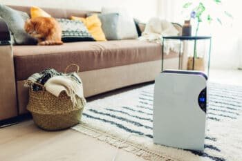 cat on the sofa