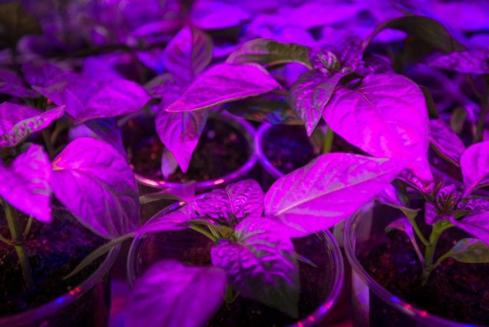 best-led-grow-lights-uk