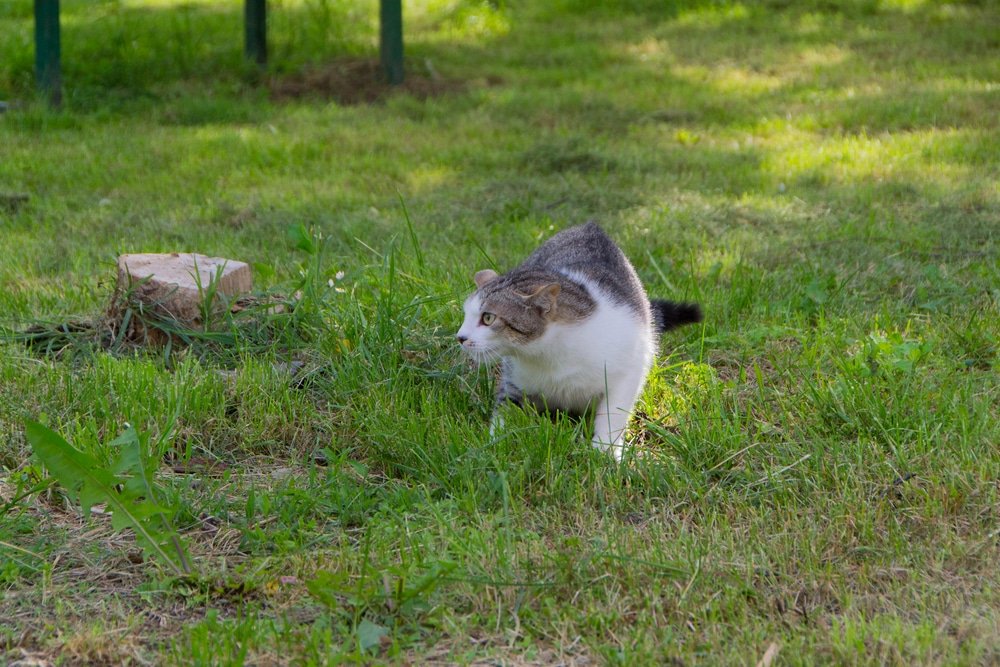 what is a cat repellent