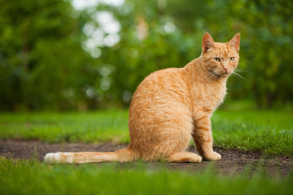 what is the most effective cat repellent