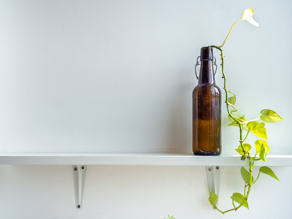 Green plant in brown beer bottle