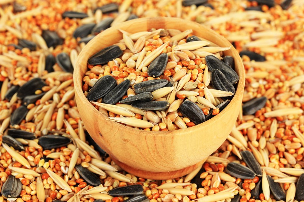 Best Birdseed