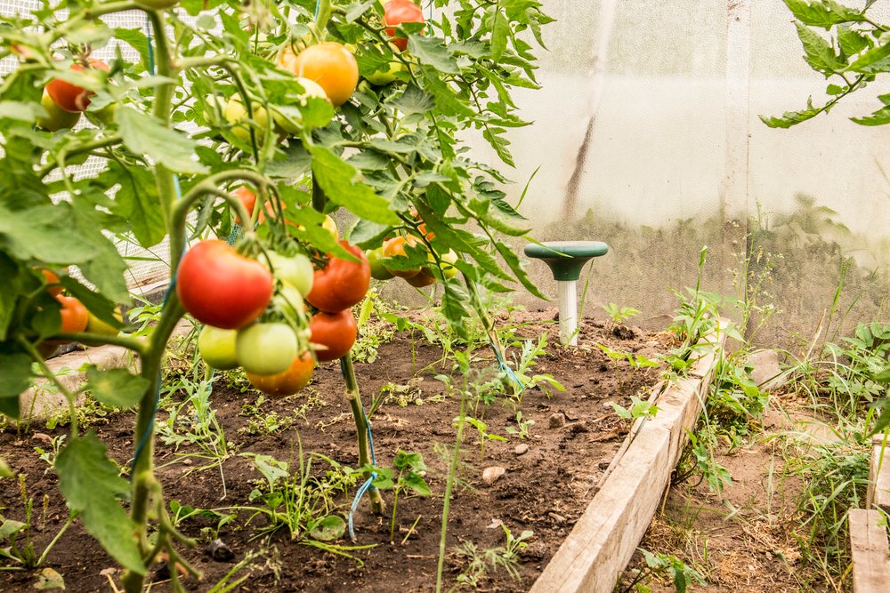 Best Cat Repellents