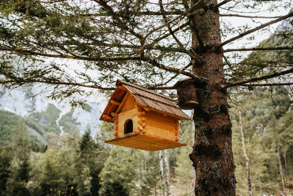 Best Bird Boxes