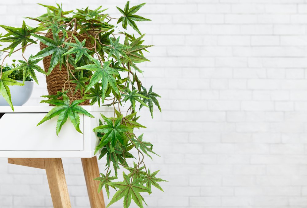 Best Indoor Plants