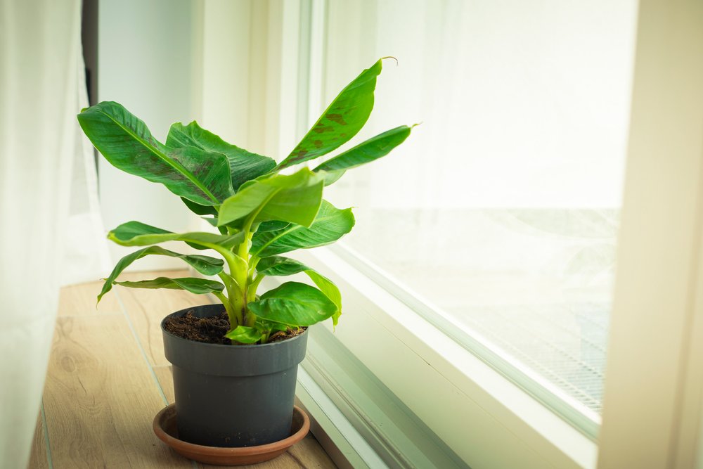 Best Plant Pots