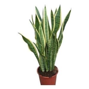 Botanicly Sansevaria