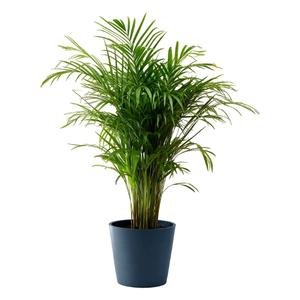 Flowy Areca Palm Tree