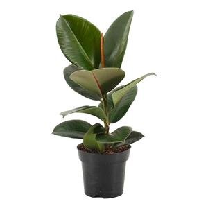 GardenersDream Ficus Robusta