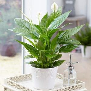 GardenersDream Spathiphyllum