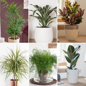 You Garden Collection