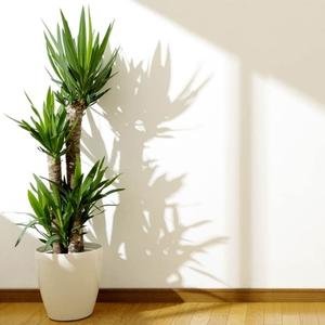 You Garden Yucca Elephantipes